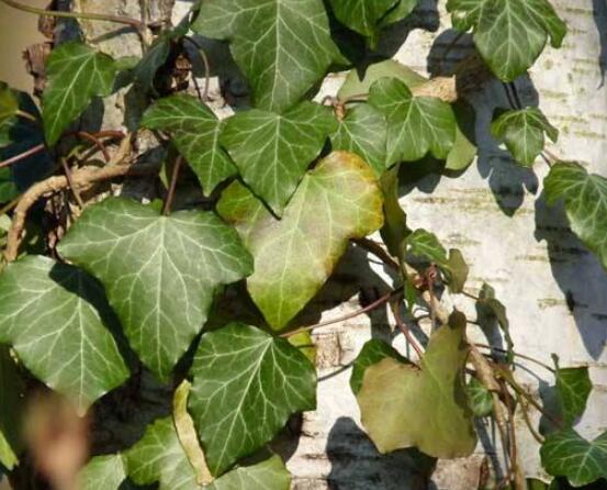 常春藤扦插步驟圖解，老農(nóng)總結(jié)六點(diǎn)最最簡(jiǎn)易的基本步驟