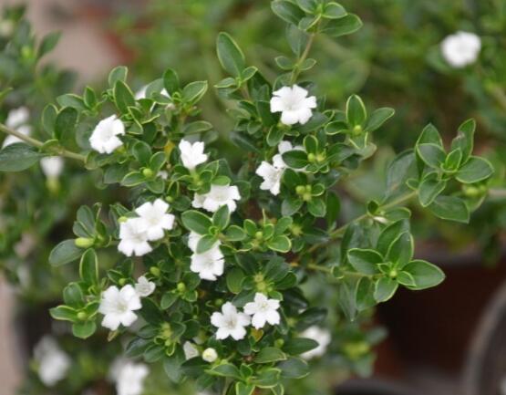 六月雪為什么不開花，三種原因以及解決辦法