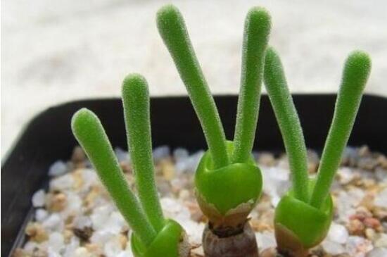 碧光環(huán)怎么種，保持盆土微濕潤/秋季種植存活率高