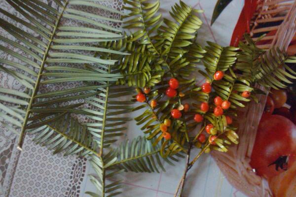 紅豆杉幾月份開花結(jié)果，春花秋熟（在春季開花秋季結(jié)果）