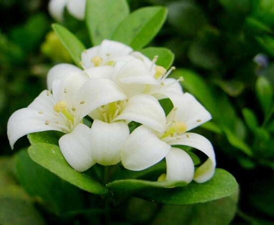 九里香怎么繁殖，九里香扦插繁殖方法