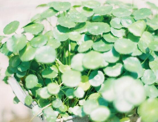 銅錢草怎么澆水，最適水溫22-28度