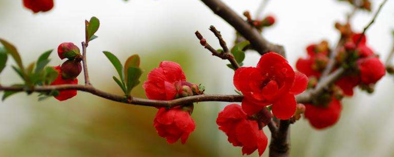 長(zhǎng)壽冠海棠花扦插方法