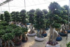 榕樹(shù)盆景掉葉子，四種原因以及處理方法