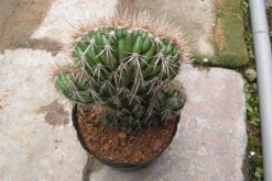 仙人球是怎樣繁殖的，有扦插/嫁接/播種三種方法