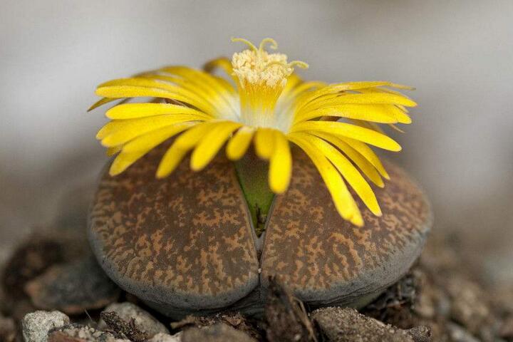 生石花花語是什么，不要送錯(cuò)/代表著堅(jiān)強(qiáng)的性格