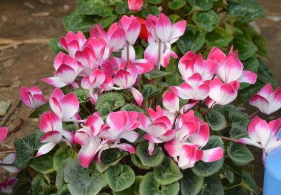 仙客來花期需施什么肥，做好薄肥少施原則(磷鉀肥為主)