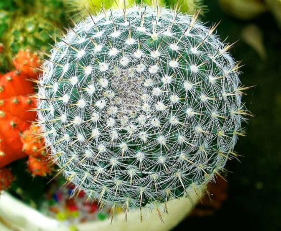 家里放仙人球是吉是兇，化解煞氣、安居樂業(yè)(吉兆)