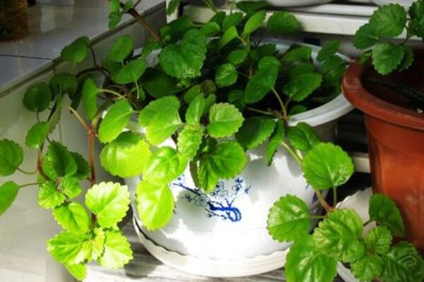 常春藤葉子長斑怎么辦，找到原因及時(shí)的處理