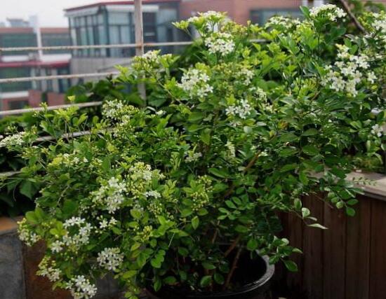 九里香盆景的養(yǎng)殖方法，做好七個(gè)基本養(yǎng)殖要點(diǎn)滿盆花香