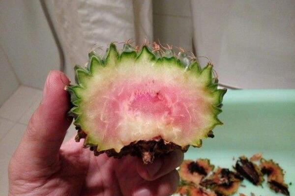 仙人球球體腐爛怎么回事，主要是日常管理的疏忽