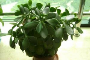 玉樹有毒嗎，玉樹能放在臥室嗎/有毒別放室內