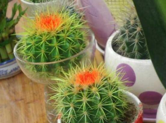 仙人球的擺放風(fēng)水，陽臺(tái)、玄關(guān)、書房為風(fēng)水最好