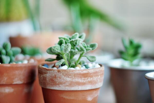 植物碰碰香的養(yǎng)殖方法，光照充足是碰碰香生長(zhǎng)的關(guān)鍵