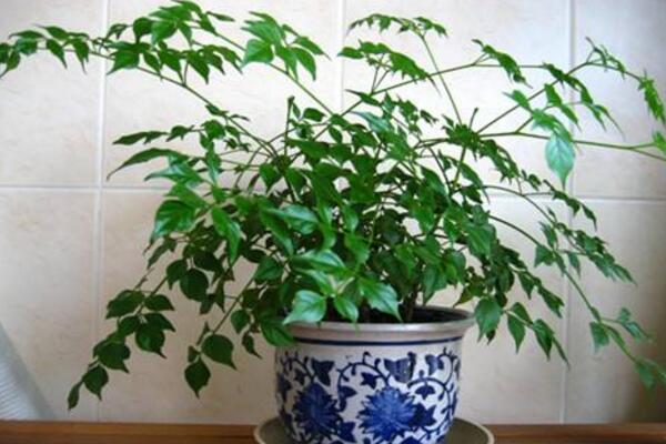 幸福樹(shù)的圖片，品種以及價(jià)值介紹