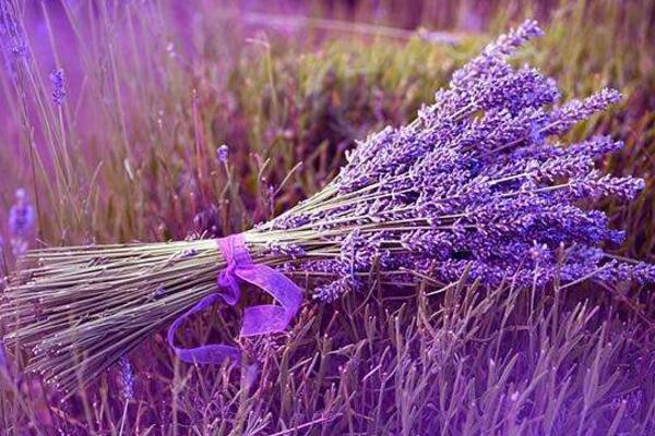 哪個(gè)品種的薰衣草最好，推薦以下幾種薰衣草