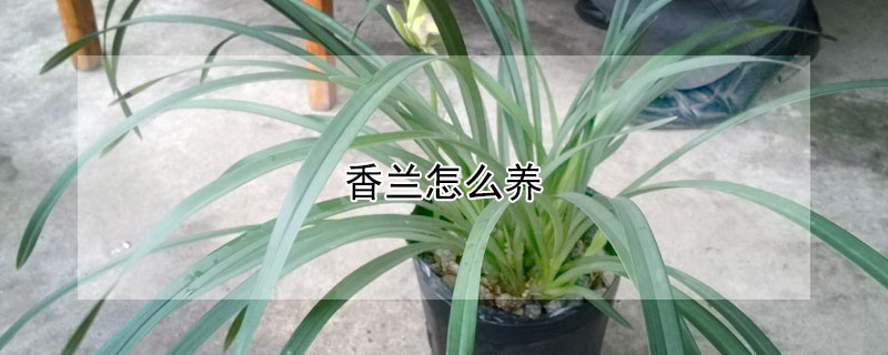 香蘭怎么養(yǎng)
