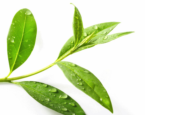 秋冬茶園管理技術(shù)