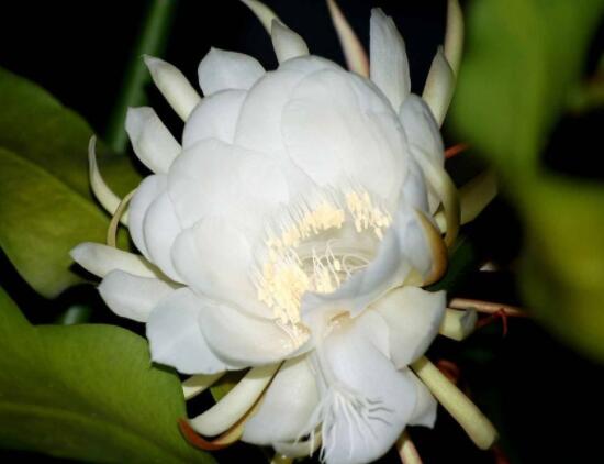新鮮曇花怎么吃，泡茶喝最為簡單食用(價值高)