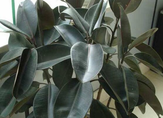 橡皮樹長(zhǎng)黑斑怎么辦，兩種原因以及解決辦法