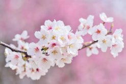 櫻花樹幾天澆一次水，春夏秋冬四季澆水各不相同