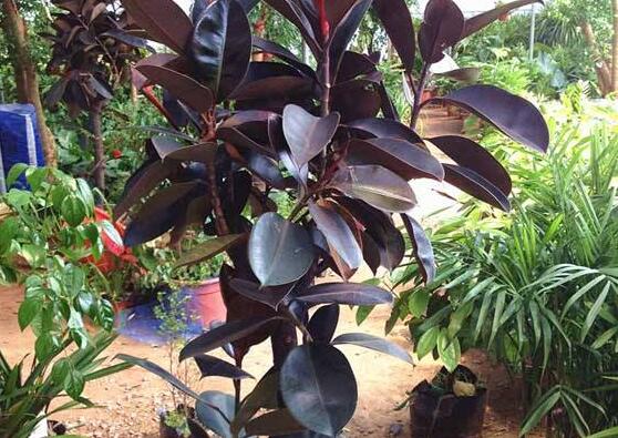 橡皮樹長(zhǎng)黑斑怎么辦，兩種原因以及解決辦法