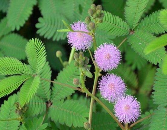 含羞草有什么功能，趣味性十足、預(yù)測天氣、凈化空氣
