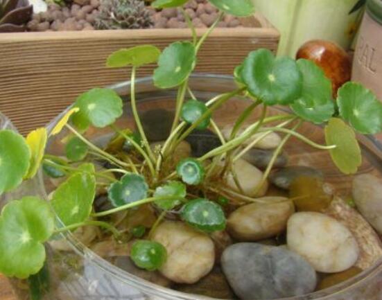 銅錢草水培怎么固定根，，擇一些小花石置于水瓶底部(美觀固定)