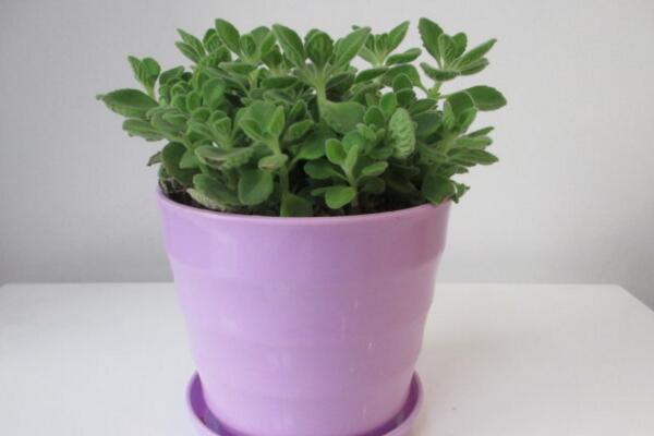 碰碰香的汁液有毒嗎，沒(méi)有任何毒性