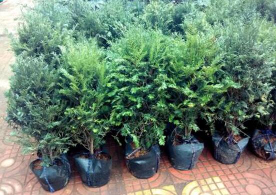 紅豆杉盆景怎么修剪，遵循兩點(diǎn)原則掌握六點(diǎn)方法