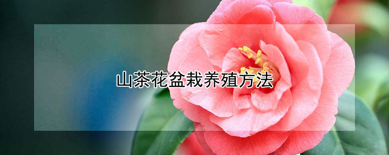 山茶花盆栽養(yǎng)殖方法