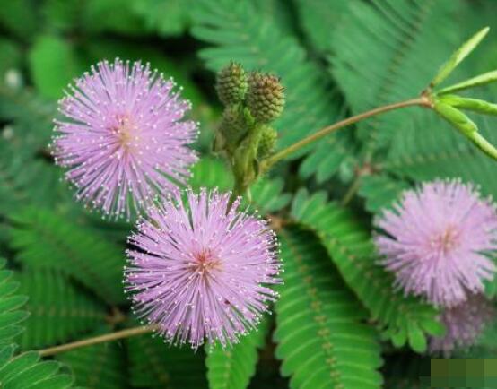 含羞草怎么養(yǎng)開(kāi)花，注意盆土配置、光照充足