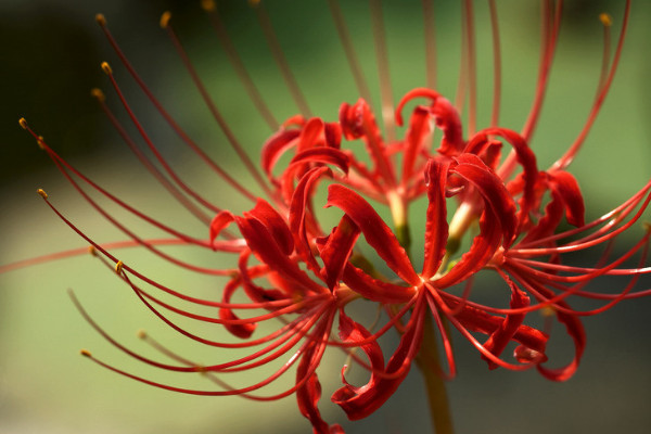 彼岸花養(yǎng)殖方法和注意事項(xiàng)
