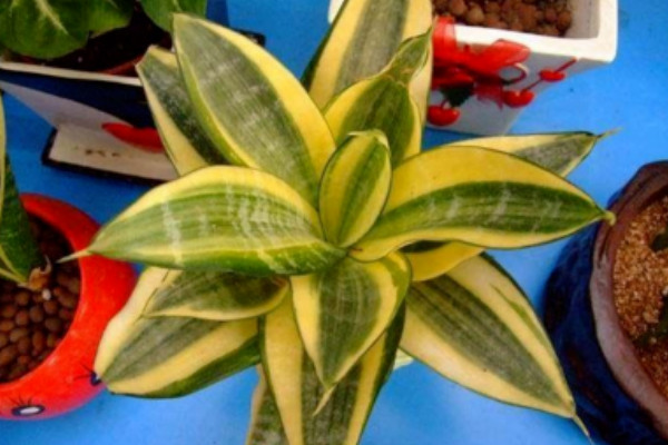 虎皮蘭夏天怎么養(yǎng)護(hù)