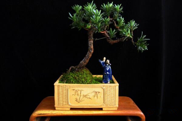 羅漢松盆景養(yǎng)殖方法，以下5點最為關(guān)鍵