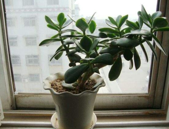 玉樹可以放在室內(nèi)嗎，小心碰觸導致瘙癢、腫痛(有毒)