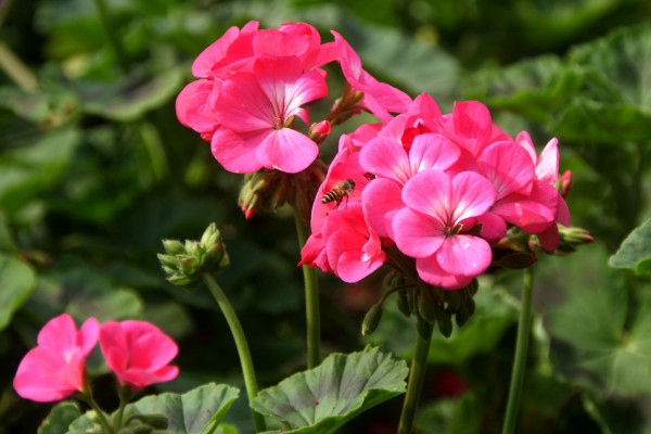 石臘紅怎么養(yǎng)，不可接受強度過高的光照滋養(yǎng)