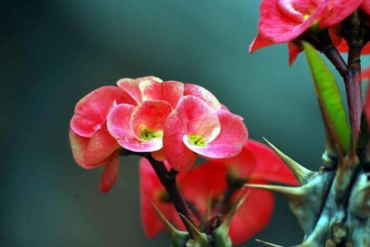 虎刺梅花期，養(yǎng)的好一年四季都可以開花