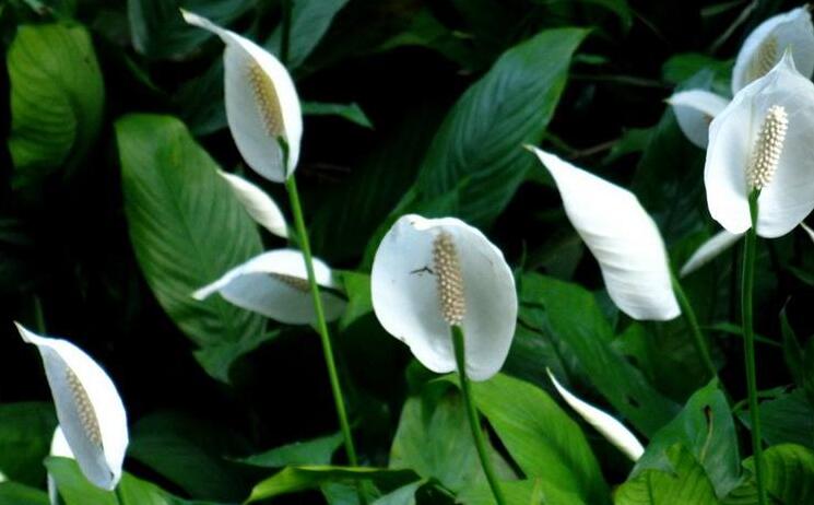一帆風(fēng)順花葉子發(fā)黃怎么辦，及時(shí)采光施肥可以挽救葉子發(fā)黃