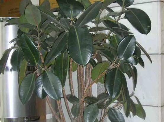 橡皮樹喜歡什么肥料，氮肥為主、磷鉀肥為輔