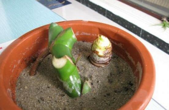 龜背竹的扦插方法，以10厘米枝條為主/注意保留氣生根