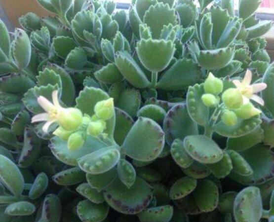 熊童子什么時(shí)候開(kāi)花，基本上都是在夏末秋初開(kāi)花