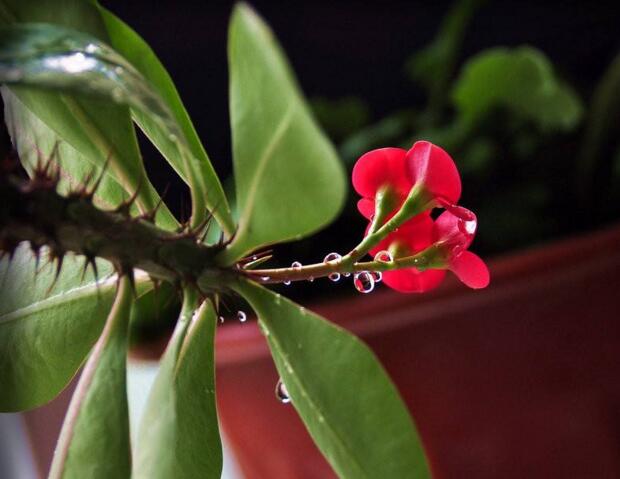虎刺梅開花有毒嗎，有毒/家中有小孩的最好不要栽種