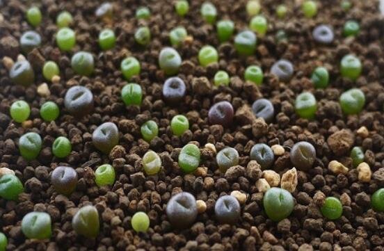 生石花怎么種植，做好六個步驟盆盆爆滿