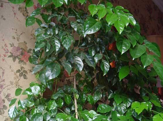 幸福樹水生根技巧，做好四點步驟即可水培爆盆