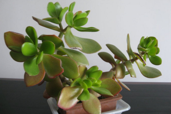 玉樹(shù)老枝能扦插嗎