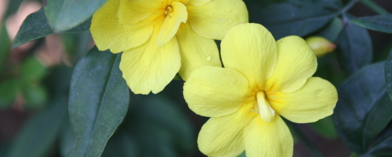 迎春花什么時(shí)候修剪