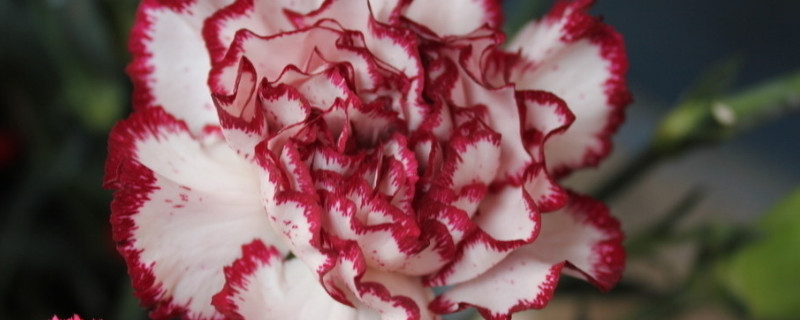 康乃馨花期可以曬太陽(yáng)嗎