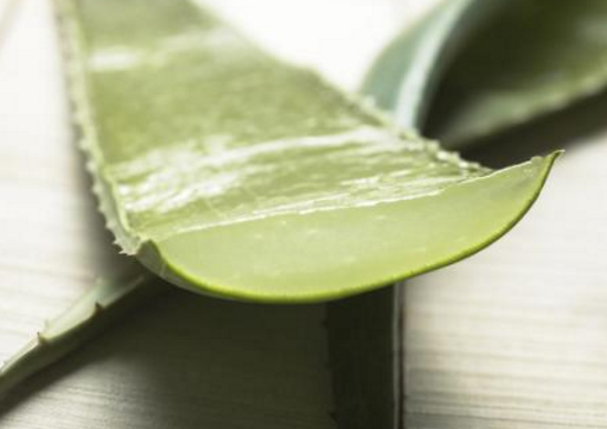 蘆薈有什么營養(yǎng)，富含膳食纖維、礦物質(zhì)(維生素豐富)