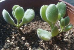 熊童子怎么繁殖成活率高，掌握繁殖技巧才是關(guān)鍵